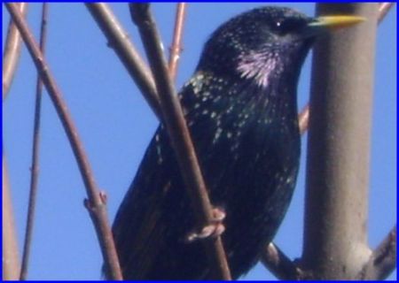 Blackie, a starling that lives in the eaves of a house.