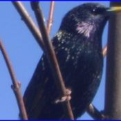 Blackie, a starling that lives in the eaves of a house.