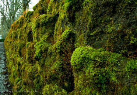 Mossy Wall