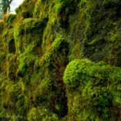 Mossy Wall