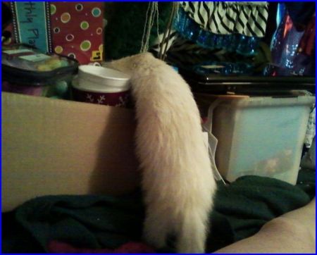 Tinker, a curious ferret.
