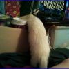 Tinker, a curious ferret.