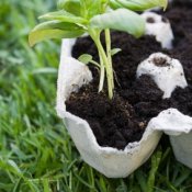 Seedlings in a egg carton.