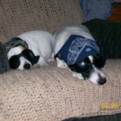 Corona and Abby (Jack Russel and Rat Terrier/Springer)