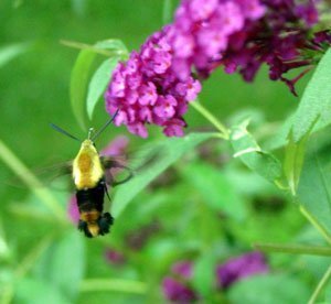 hummingbird moth