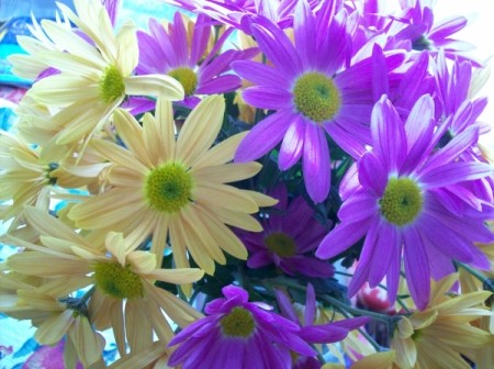 A Spring Bouquet of white and purple daisies.