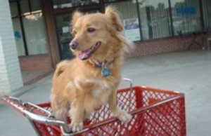 Adopting a Mutt mixed breed light brown dog in shopping cart