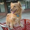 Adopting a Mutt mixed breed light brown dog in shopping cart