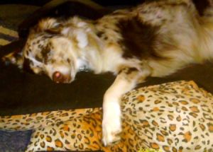 Sadie (Australian Shepherd) sleeping.