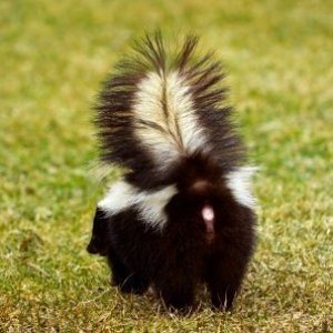 Getting Rid of Skunks