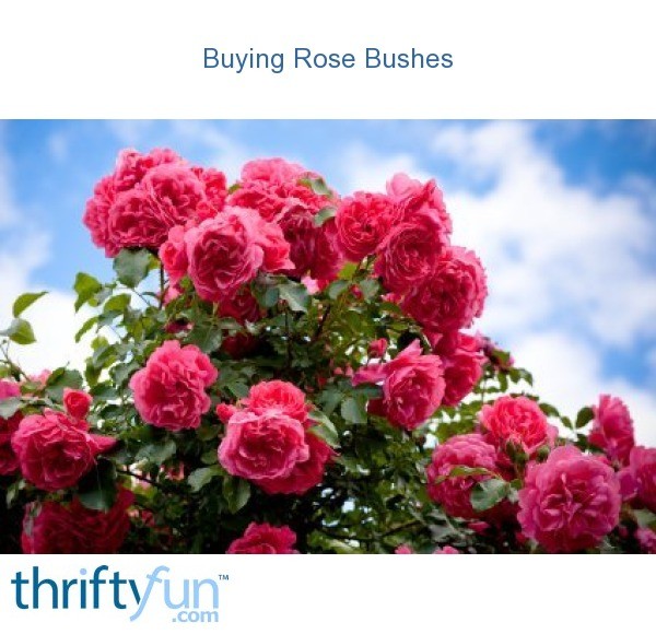 Buying Rose Bushes | ThriftyFun