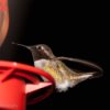 Hummingbird at Feeder