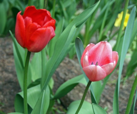 Spring into a New Beginning - spring tulips