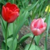 Spring into a New Beginning - spring tulips