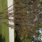Crepe myrtle with few leaves.