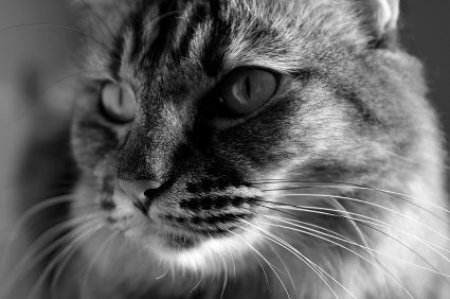 Close-up Black and White of Long Haired