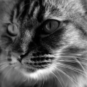 Close-up Black and White of Long Haired