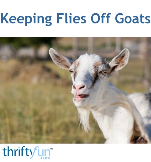 Keeping Flies Off Goats? ThriftyFun