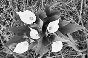 Calla Lily B/W