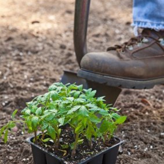 Tips for Potting Plants | ThriftyFun