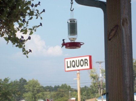 Hummbingbird at a feeder, with liquor sign in background.