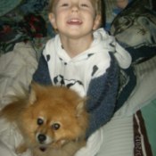 Chompers (Pomeranian) with a boy.