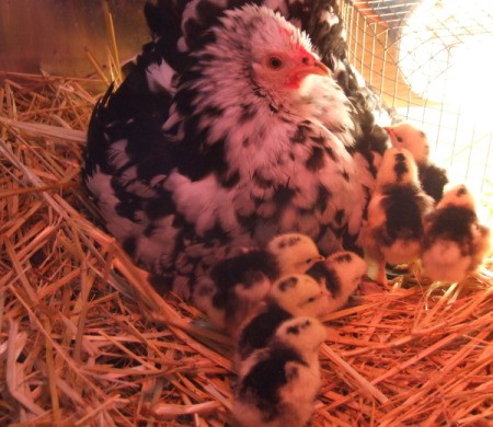 Billina, a Splash Cochin Bantam, with several of her chicks