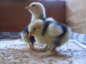 Two of Billina, a Splash Cochin Bantam's chicks