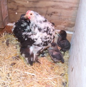 Billina, a Splash Cochin Bantam with several of her chicks