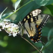 Tiger Swallowtail Butterfly (North Carolina)