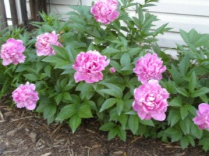 Flowering shrub with beautiful, large, pink flowers