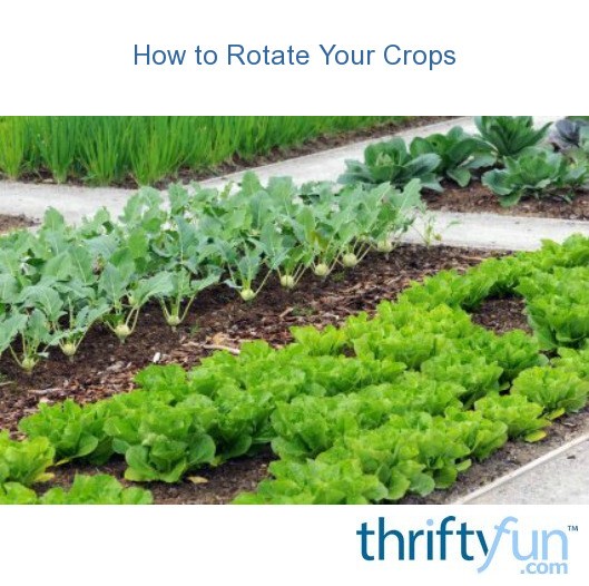 How to rotate your crops thriftyfun
