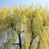 Photo of a large weeping willow tree.