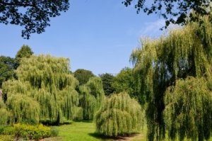 Photo of several weeping willow trees.