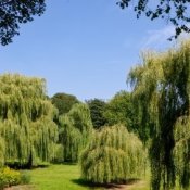 Photo of several weeping willow trees.