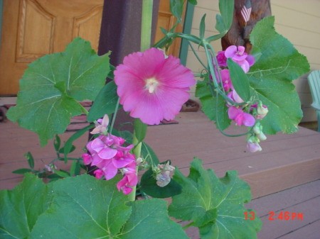 Hollyhocks and Sweet Peas (Magalia, CA)