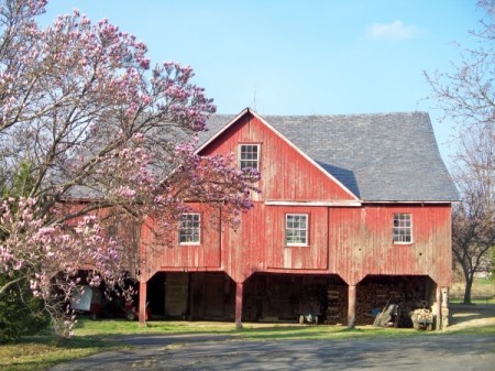 Magnolia in Bloom in front of a red barn. (Danielsville, PA)