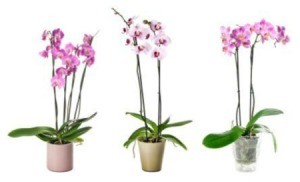 3 different potted orchids