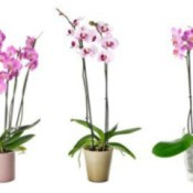3 different potted orchids
