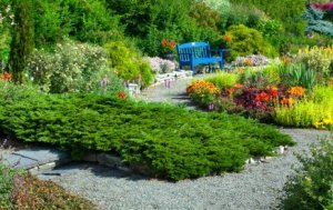 Dwarf Conifers in a Garden