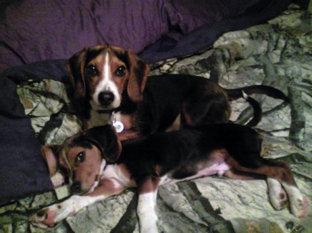 Spike and Sam (Beagles)