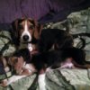 Spike and Sam (Beagles)