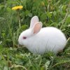 Rabbit in Grass With Dandelions