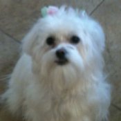 Maltese