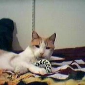 Brownie Bear House Cat