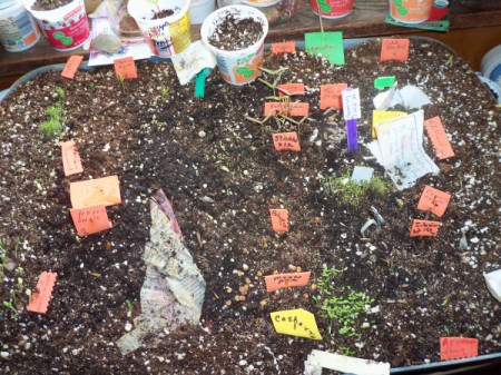 Lid from large plastic tub filled with planting soil and vegetable starts. Seed starts are labelled. Several yogurt containers used with vegetable starts are also shown.