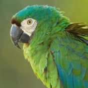 Photo of a parrot.