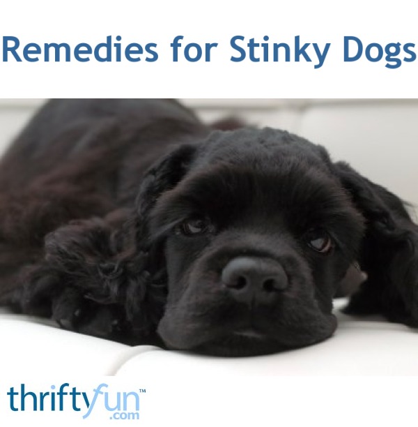 home remedies for stinky dog