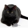 Black cat with a toy mouse.