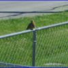 Dove on Fence (Tri-Cities, TN)